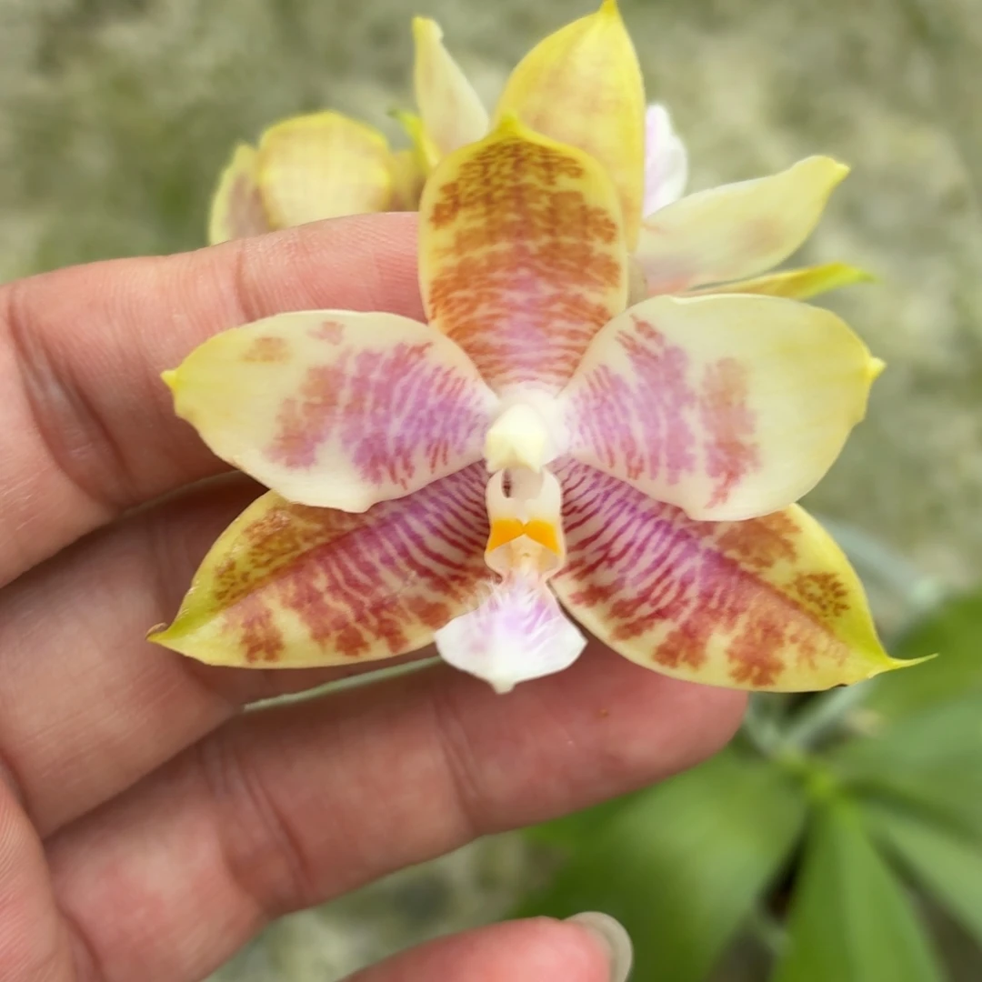 当前无花朵，栽培后可花朵A193yss1186