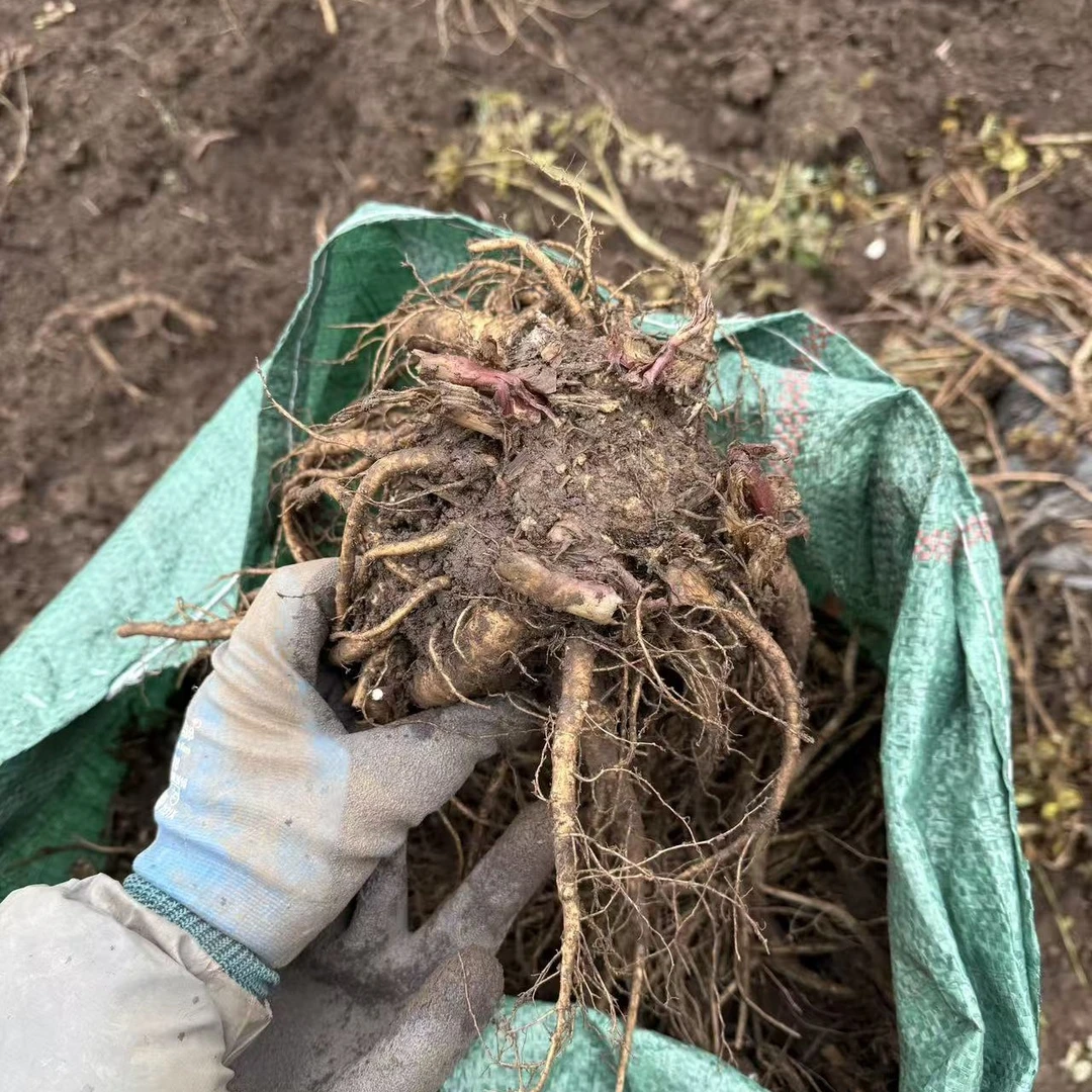 甘肃岷县岷县新鲜当归煲汤煮水泡水现挖产地直发包邮