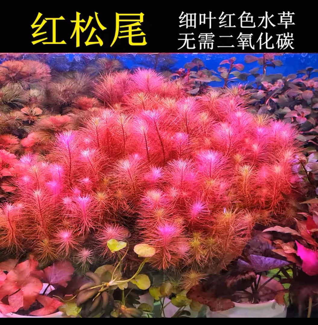 红松尾细叶红色阴性水草无需二氧化碳适合鱼缸草缸后景造景