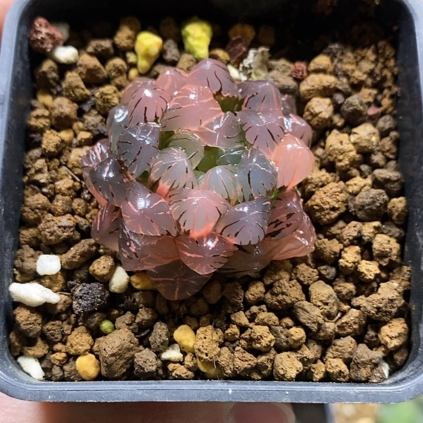 【闪购商品】5实生玉露锦