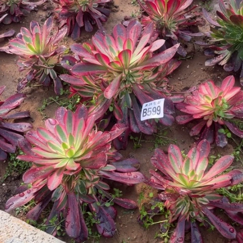 599美杜莎不包断枝