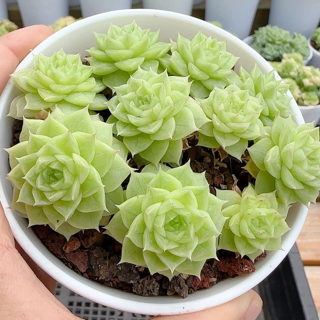 【闪购商品】0725-35优选麦杆