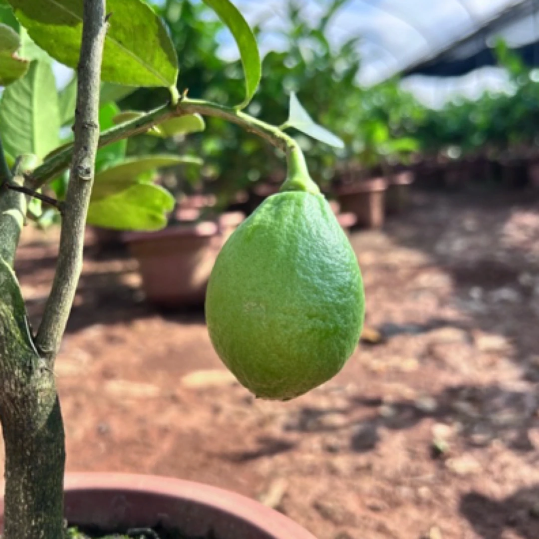 广东新鲜无籽香水柠檬树苗