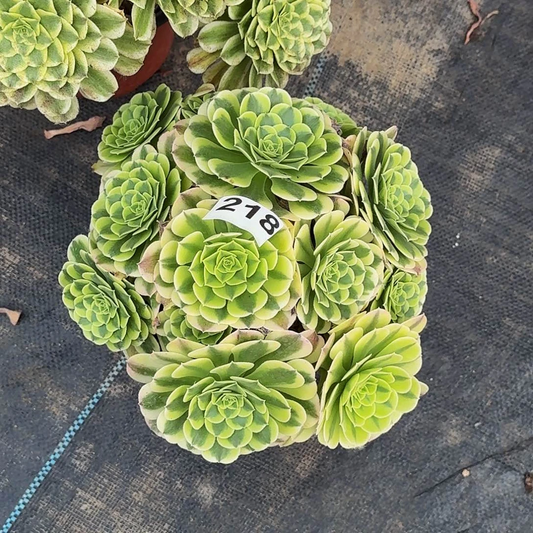 218绿豆沙半木质桩多肉植物