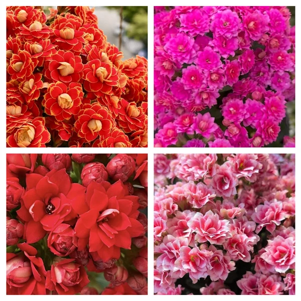 【金狐狸+魅影+圣诞之夜+幸运红】11cm盆 重瓣大花