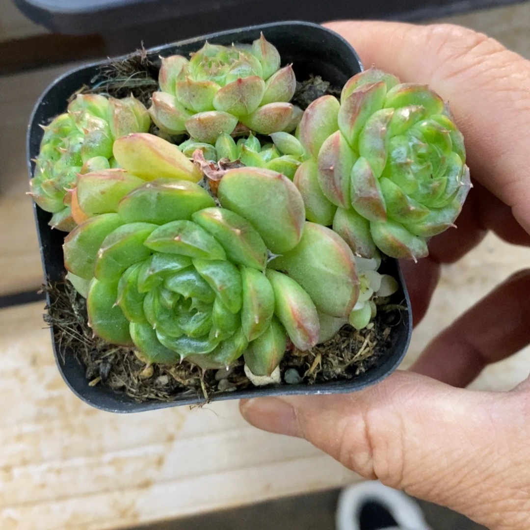 精品多肉一物一拍不包整208