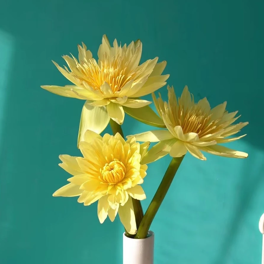 【香羿鲜花】睡莲一扎5枝/全场任意满两单及以上包邮