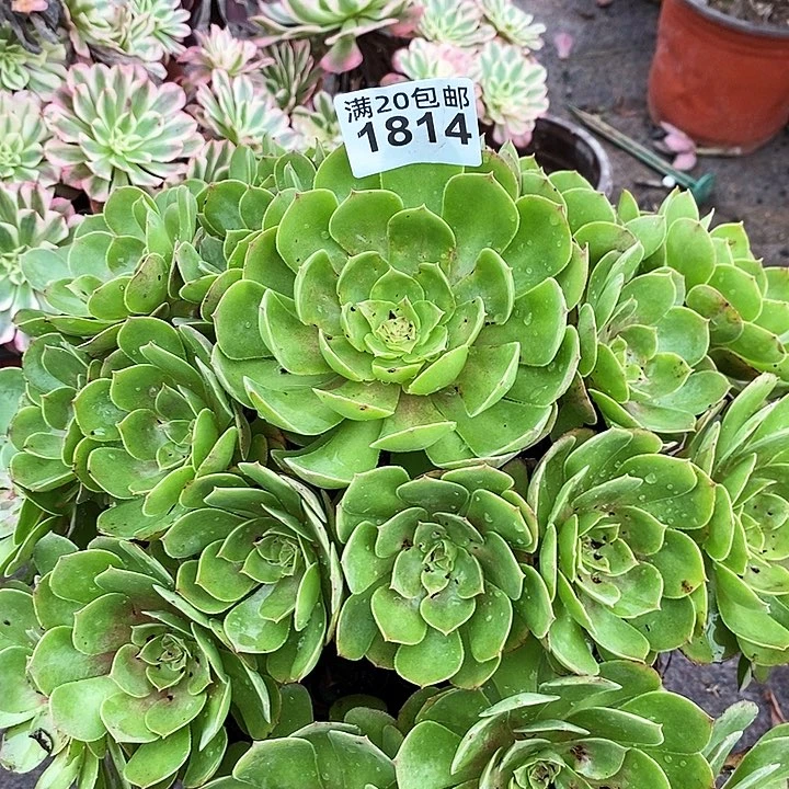 1814 一颗法师多肉