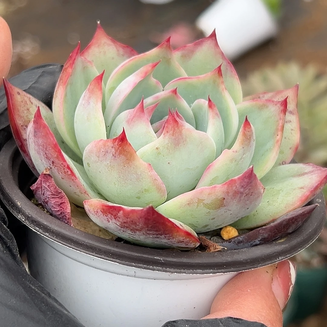 多肉植物多肉植物