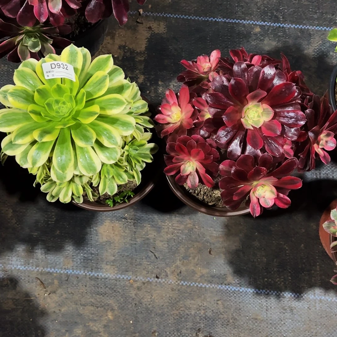 完全开放多肉植物932两小颗，金丝雀，美杜莎