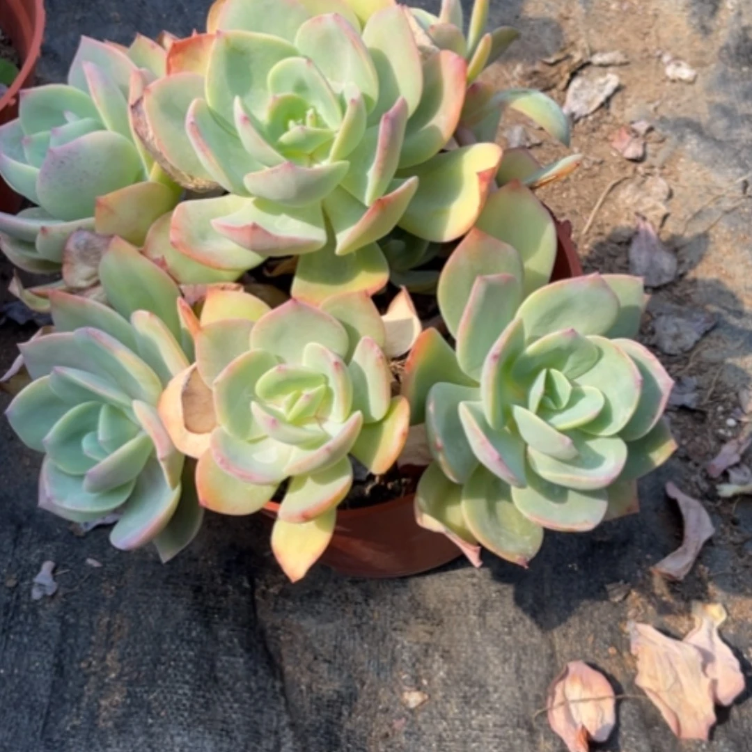 【闪购商品】张****）白凤