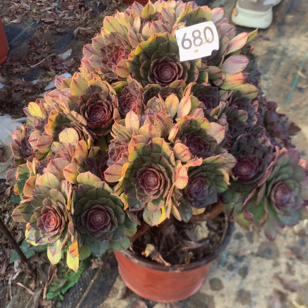 680不周正万拉丝多肉植物