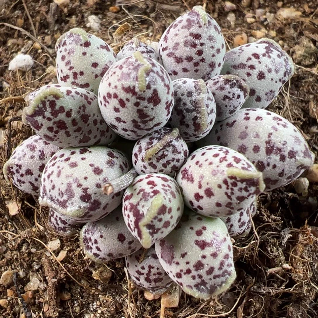 达摩海豹多肉植物水泡