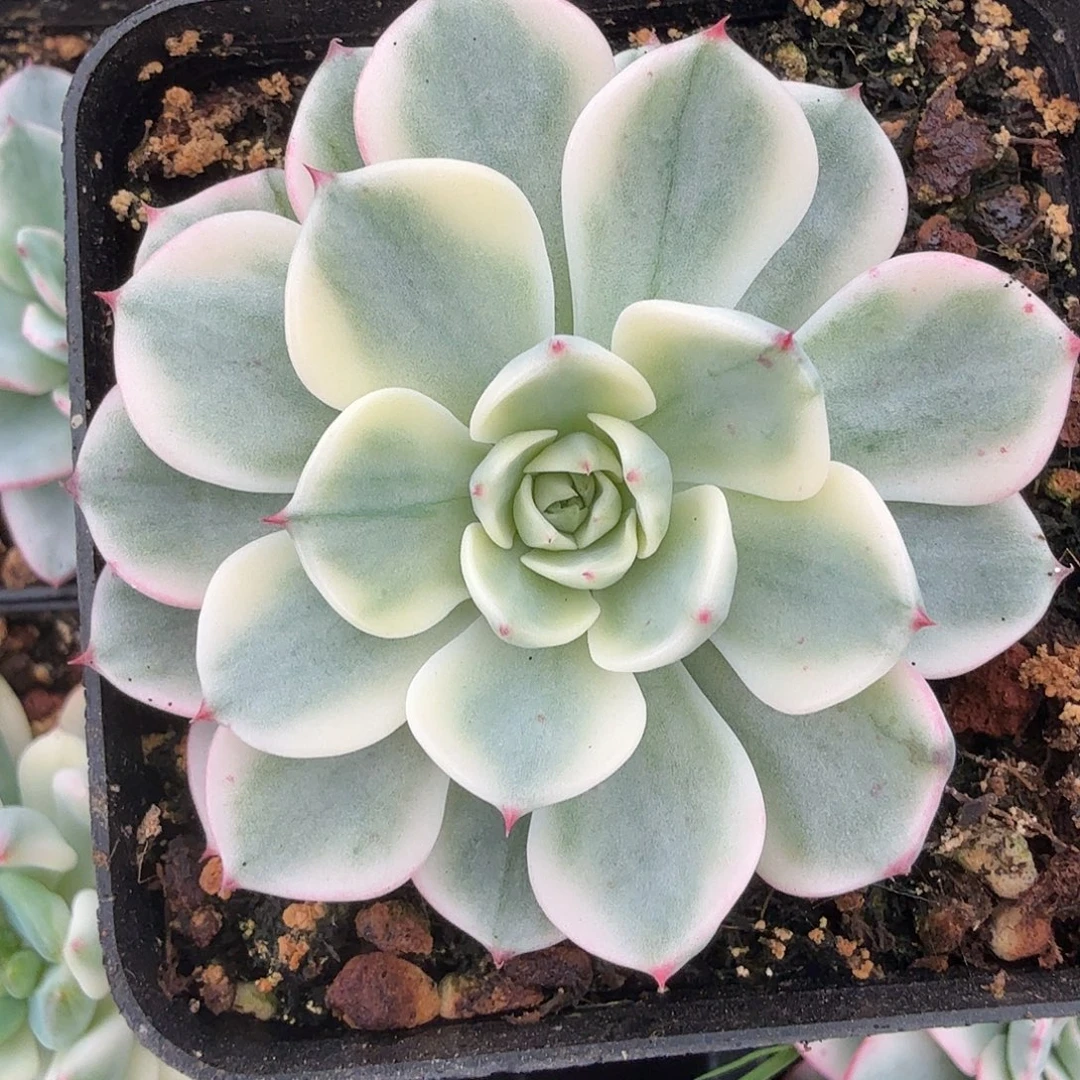 娜娜小沟锦，多肉植物