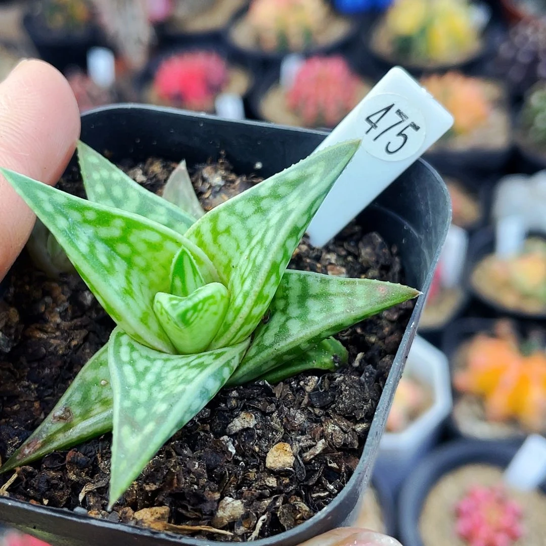 非偏远地区满25包邮仙人球