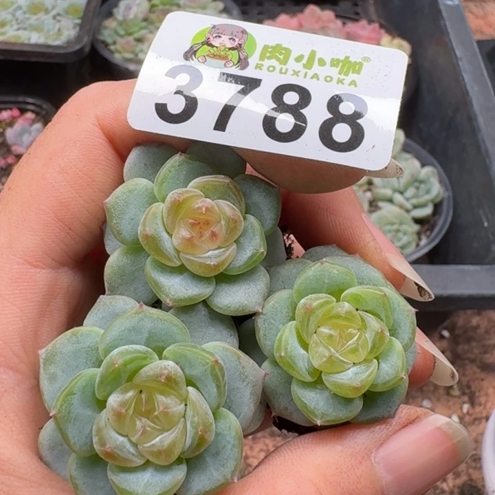 多肉植物多肉植物