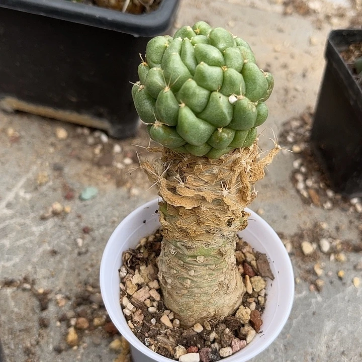 无花朵泰姬莲老桩
