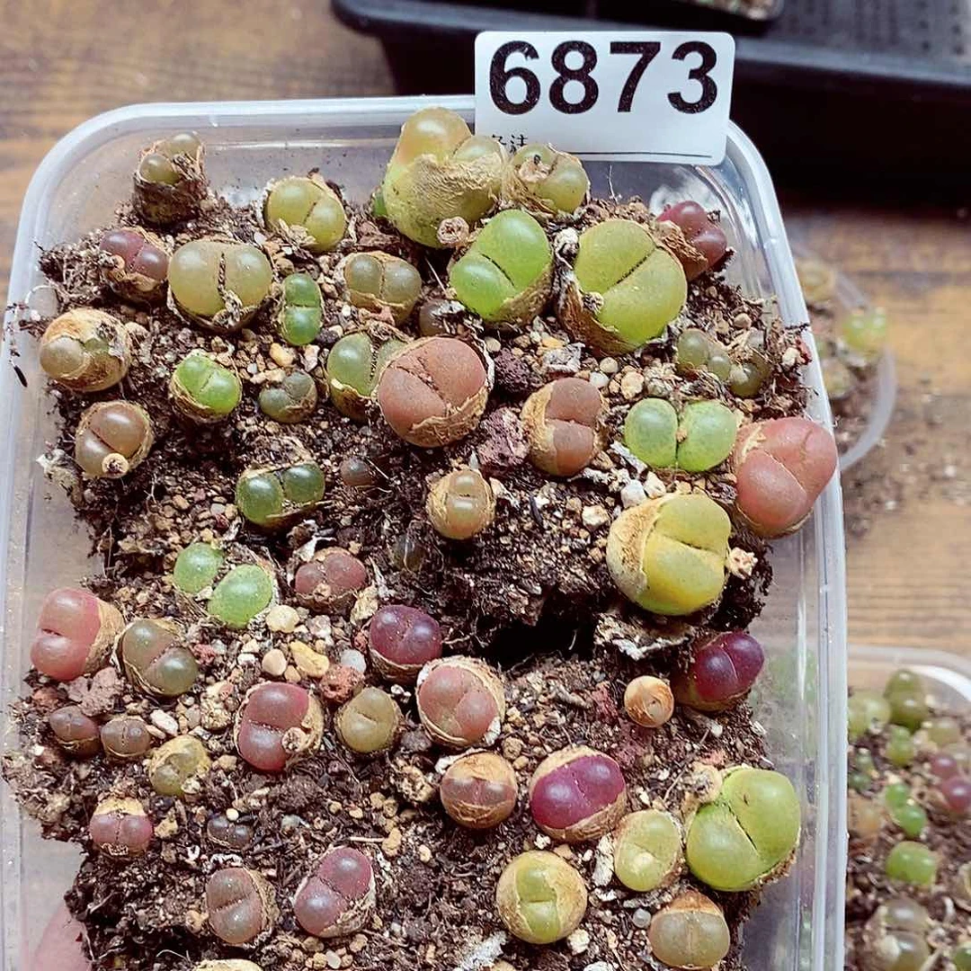 6873啊啊啊啊啊啊