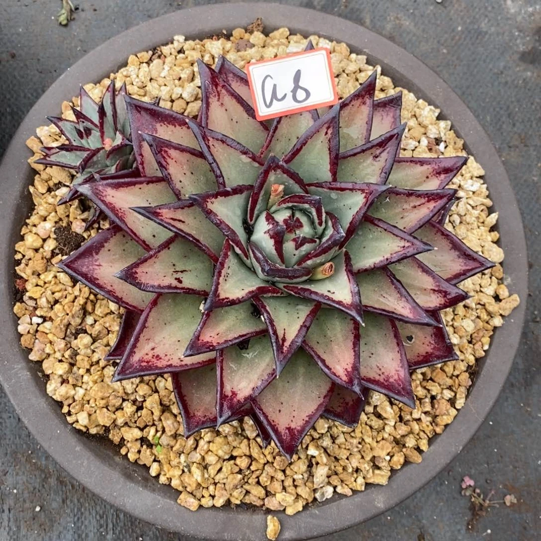 宇*福利美乌桃子a8