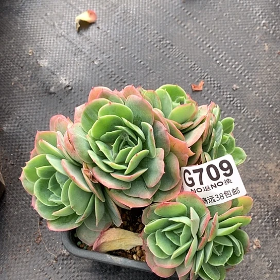 杂交朵朵709 全场处理默认微瑕7-8天发货