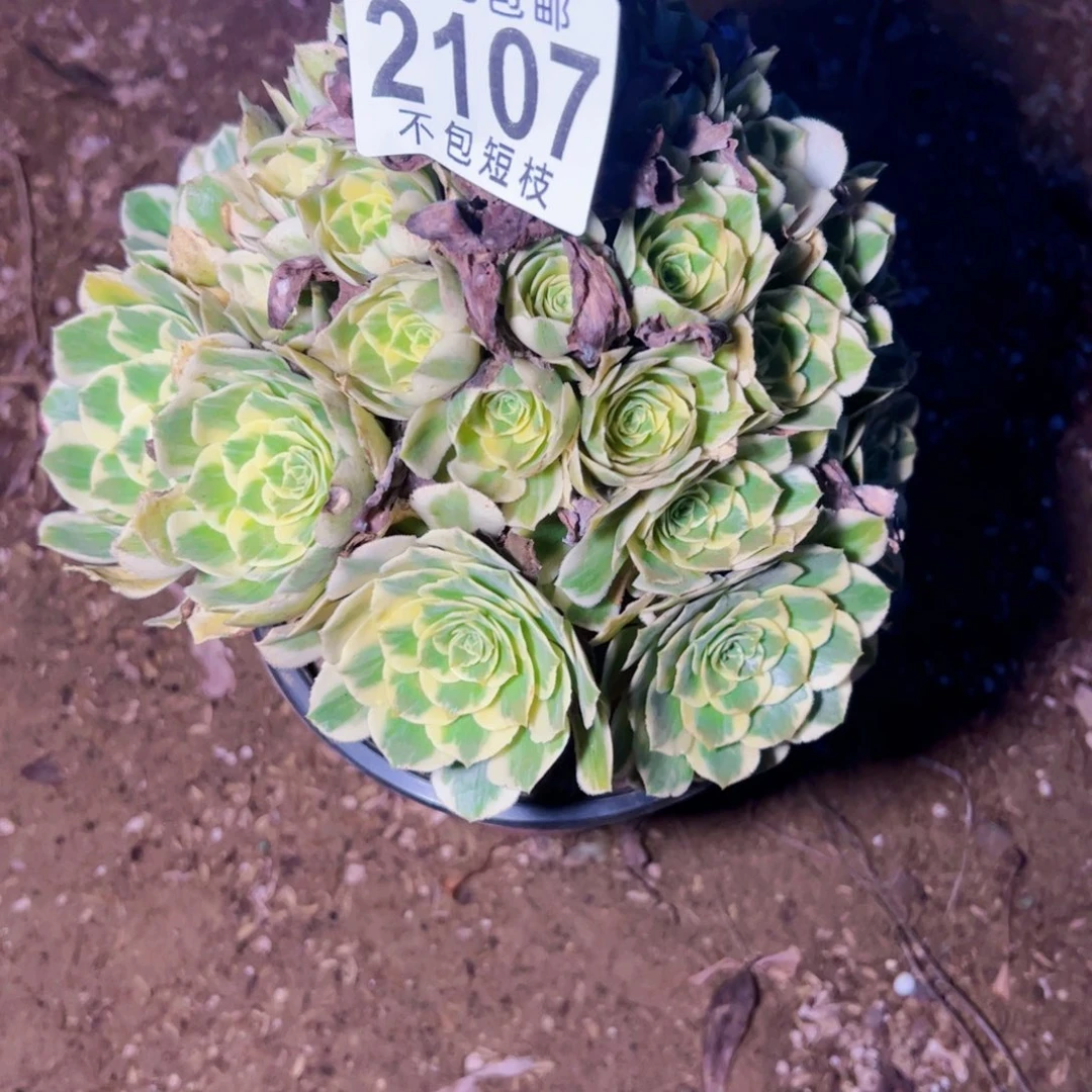 迈巴赫多肉植物法师2107