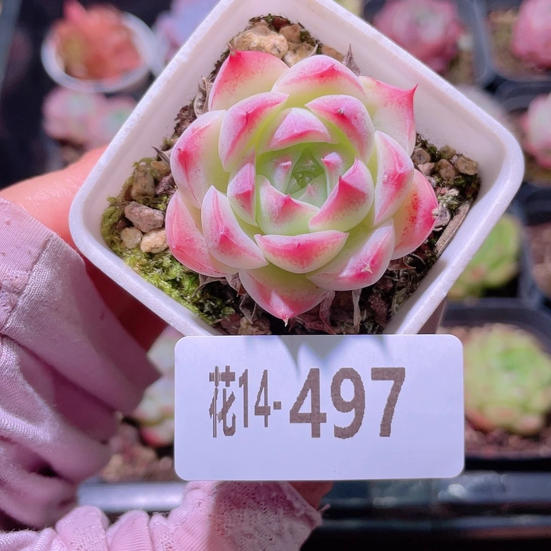 花利美14-497美瞳
