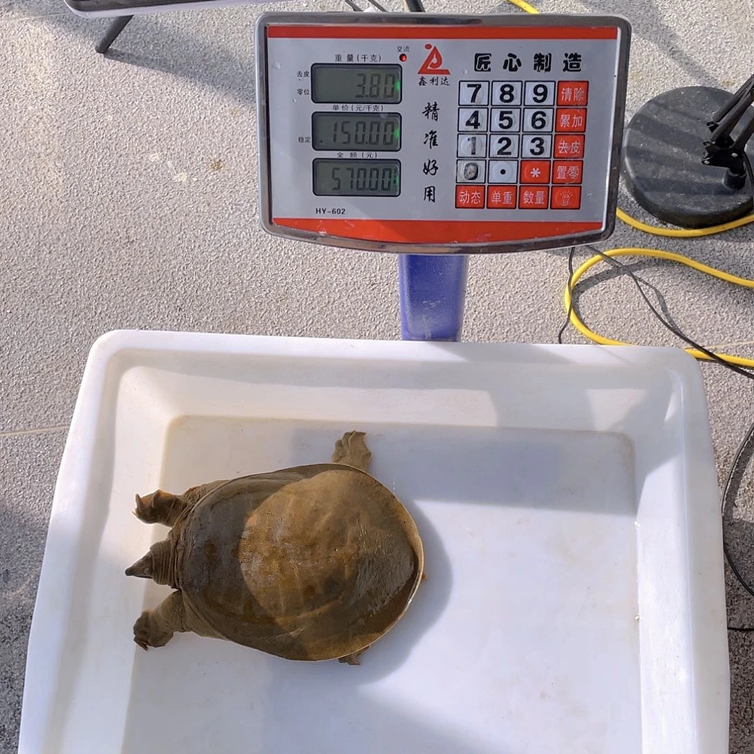 中国大陆5457457466475465