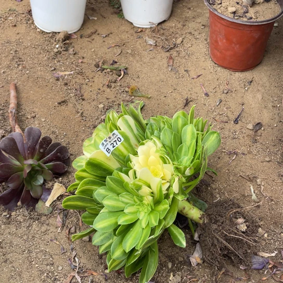 270七彩琉璃多肉法师断枝不包量