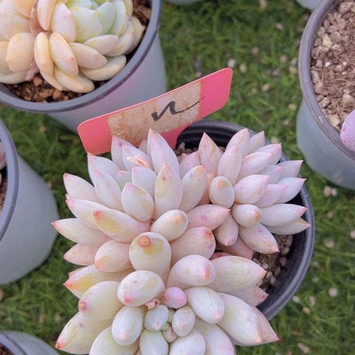 健健康康平平安安