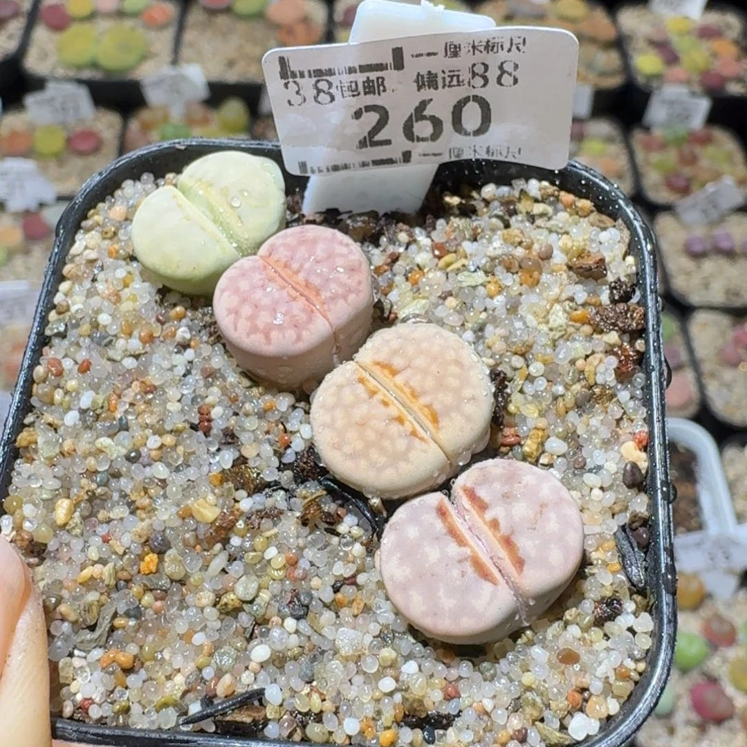 Sss生石花便宜清260