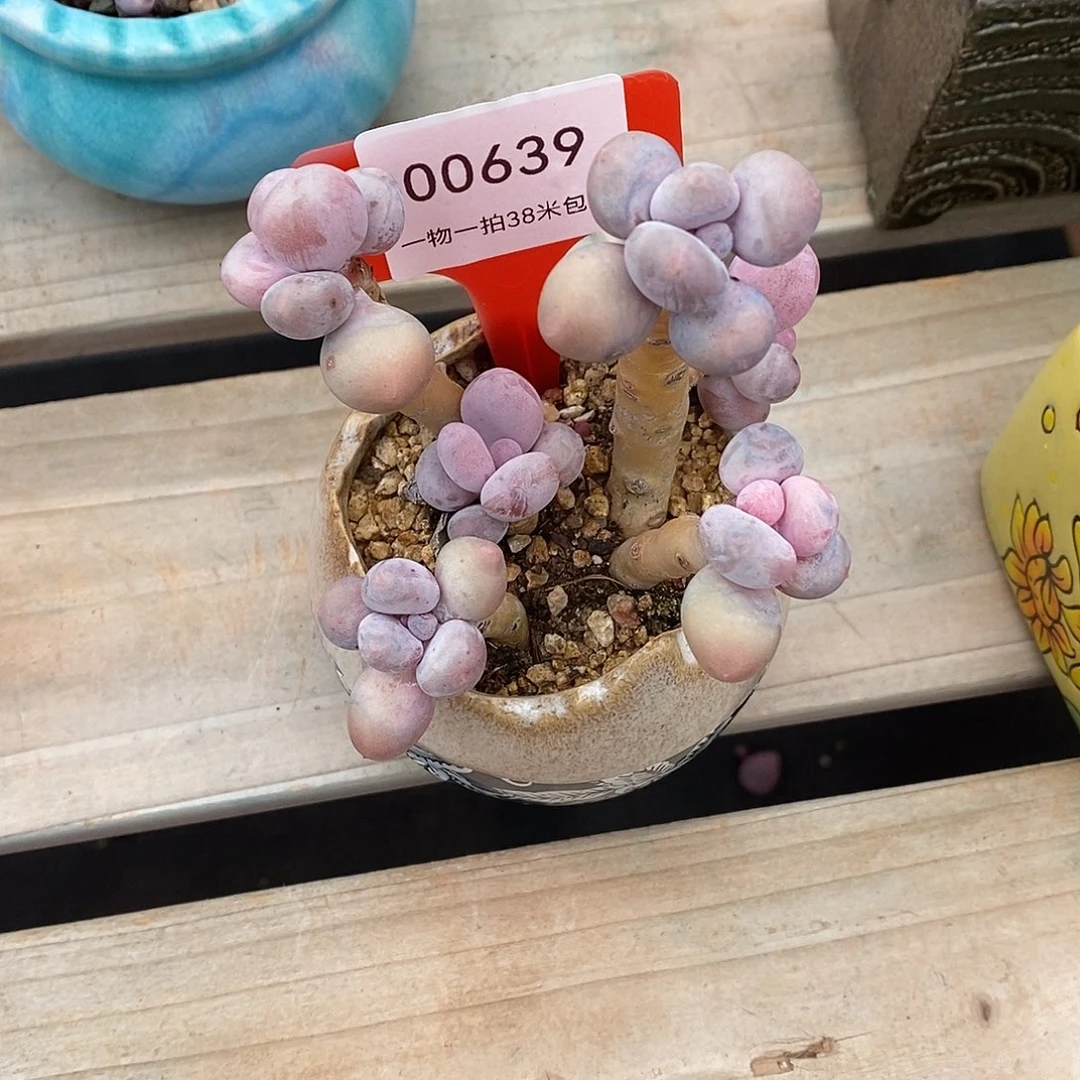 雪****639投进去咯哦哦哦蜗牛