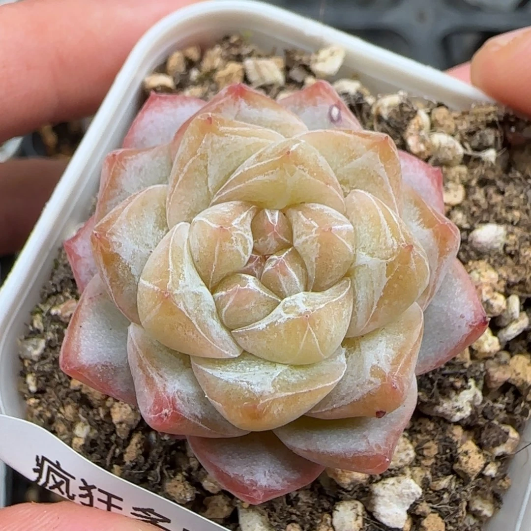 一物一拍松花珍妮30081