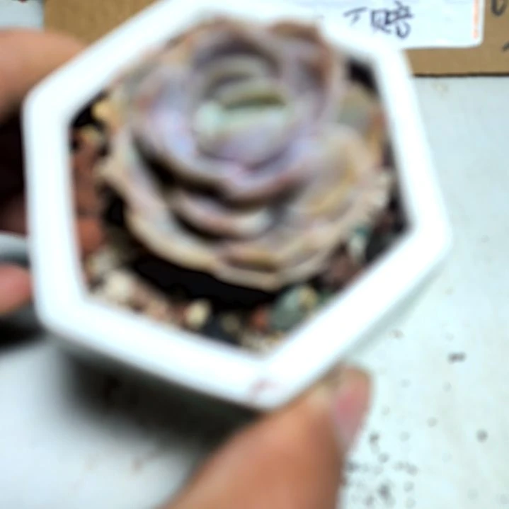 满6元包邮，蓝色惊喜俩颗