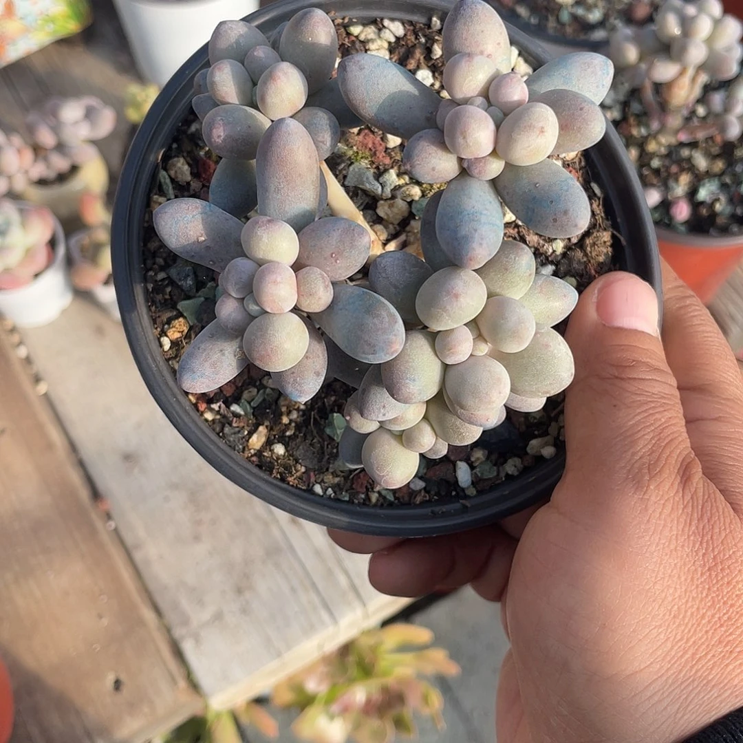 奶尖 脱土发货 12 口盆