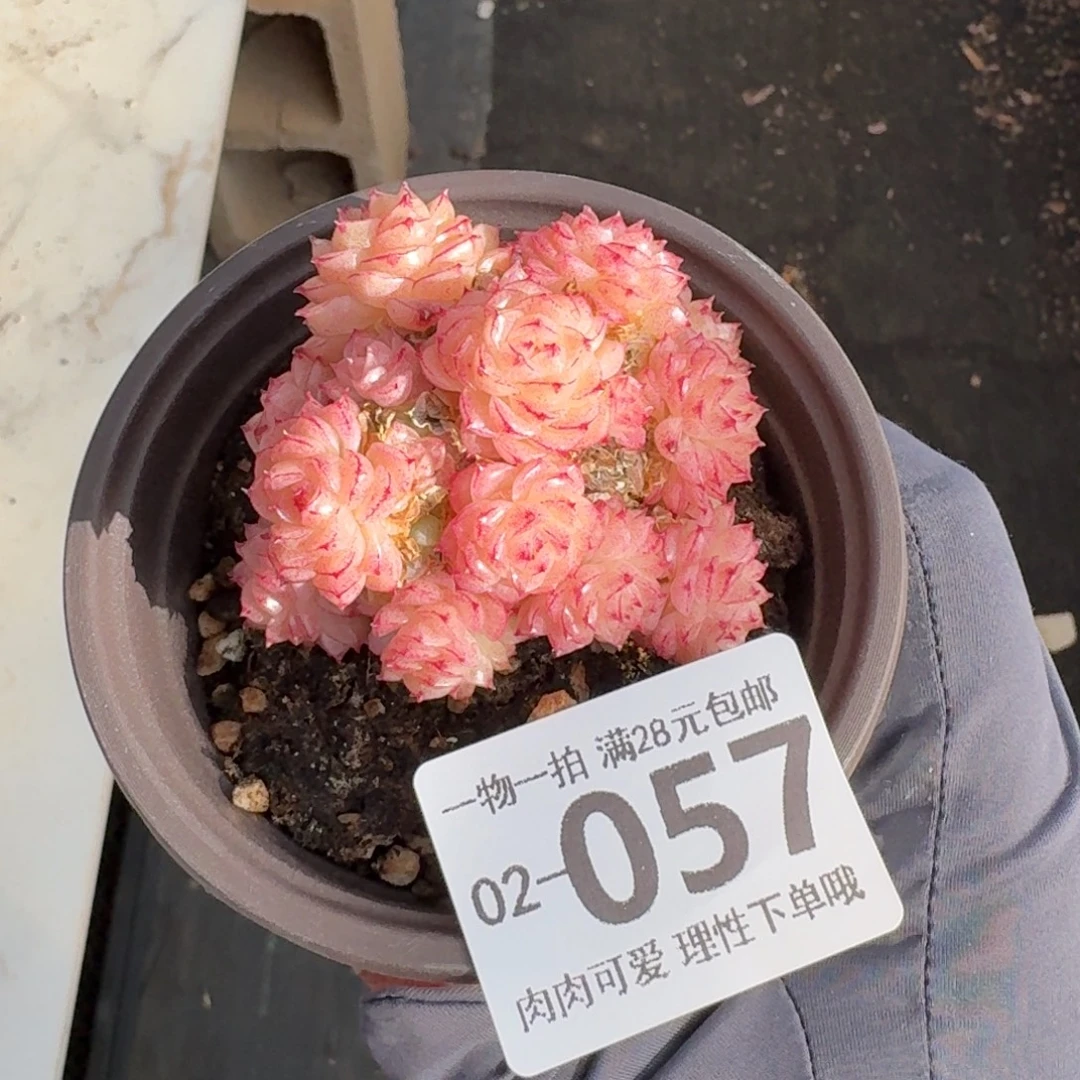 麦秆无盆土发货无