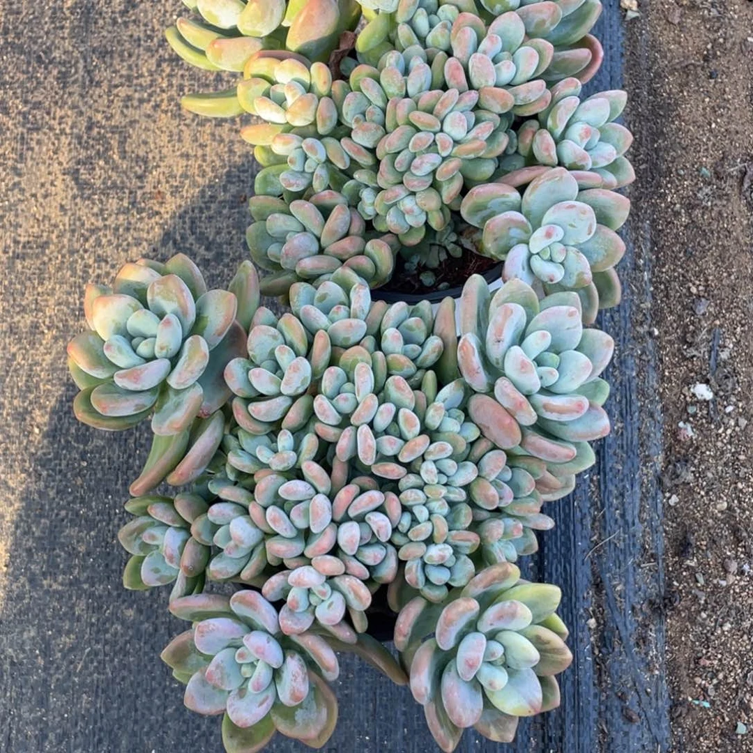 灬***灬洛神群生两个一组