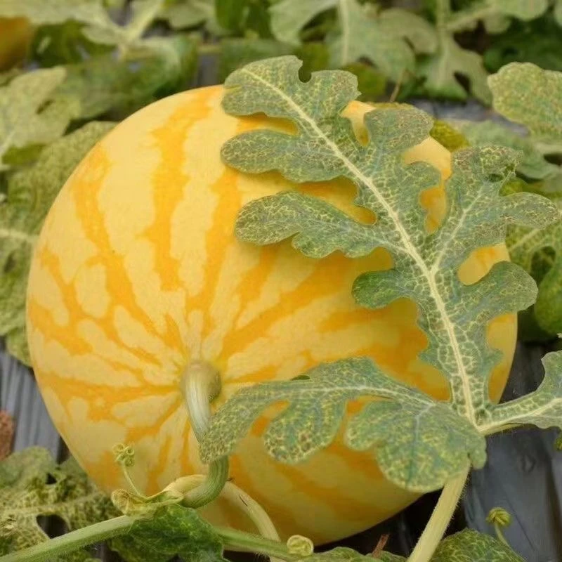 【顺丰包邮】夏邑新鲜采摘黑籽西瓜麒麟瓜小黄人黄金瓜送礼佳品西瓜