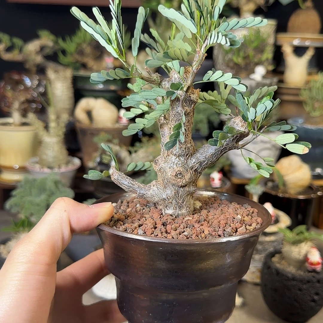 一物一拍沙漠苏木20