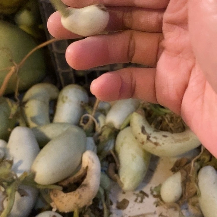 ****军青皮腰子葫芦手把件