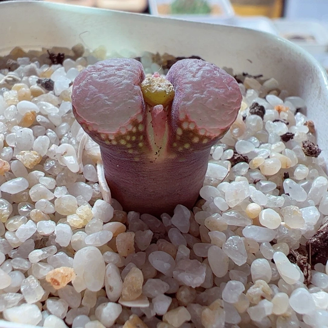 1212-642多肉多肉翻窗