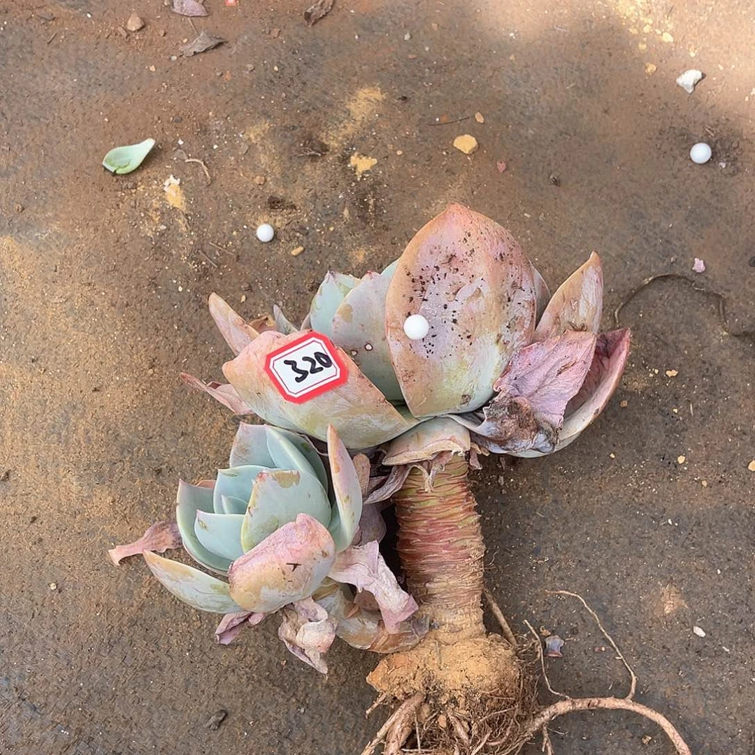 320凤一物一拍多肉