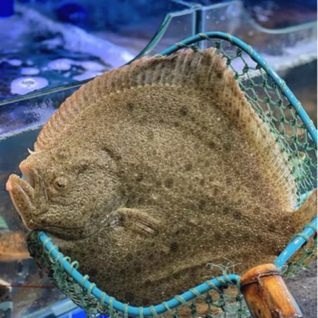 鲜活多宝鱼1条1.2斤左右（要杀好需备注）