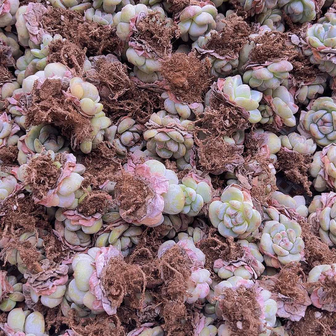 9.9，一箱30颗打底星影单双混发