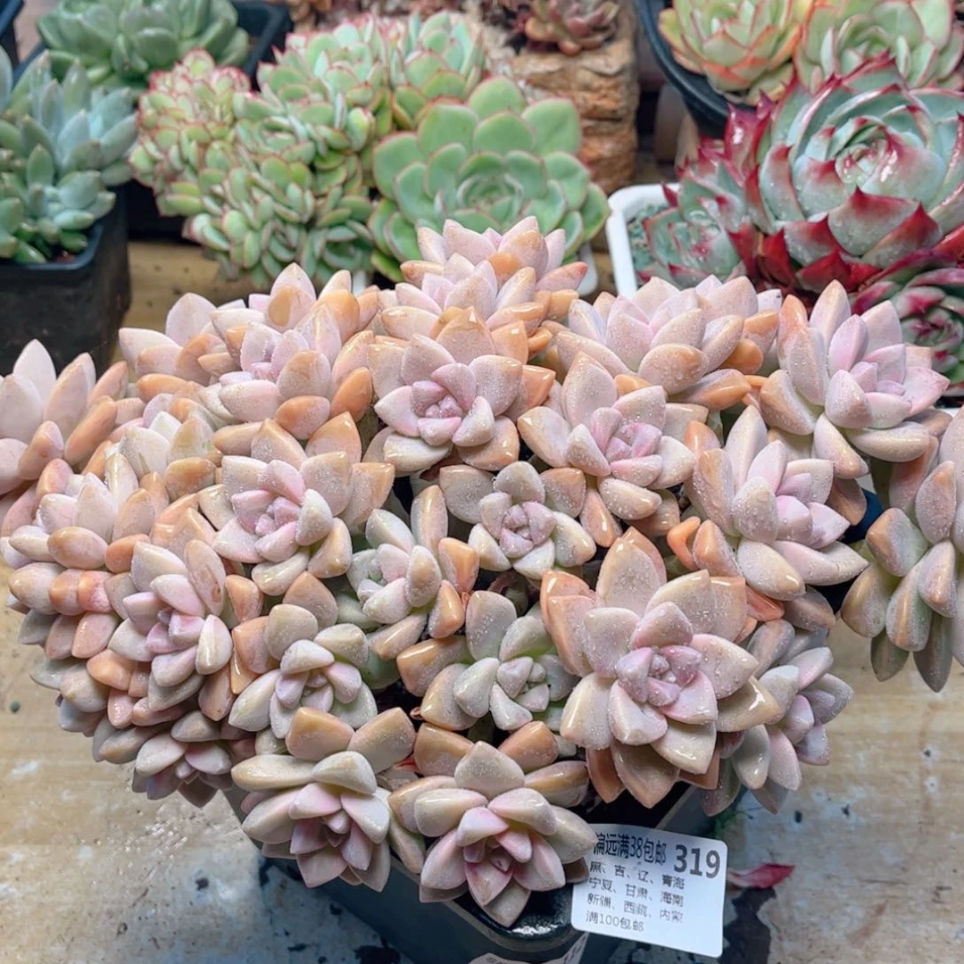319淡雪缀德华多肉