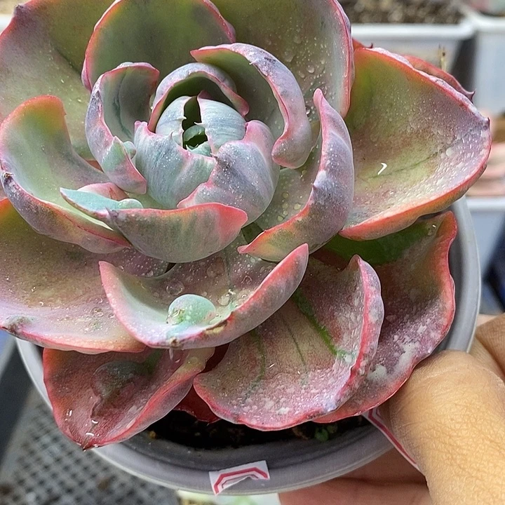 0676 宝塔锦有杆子