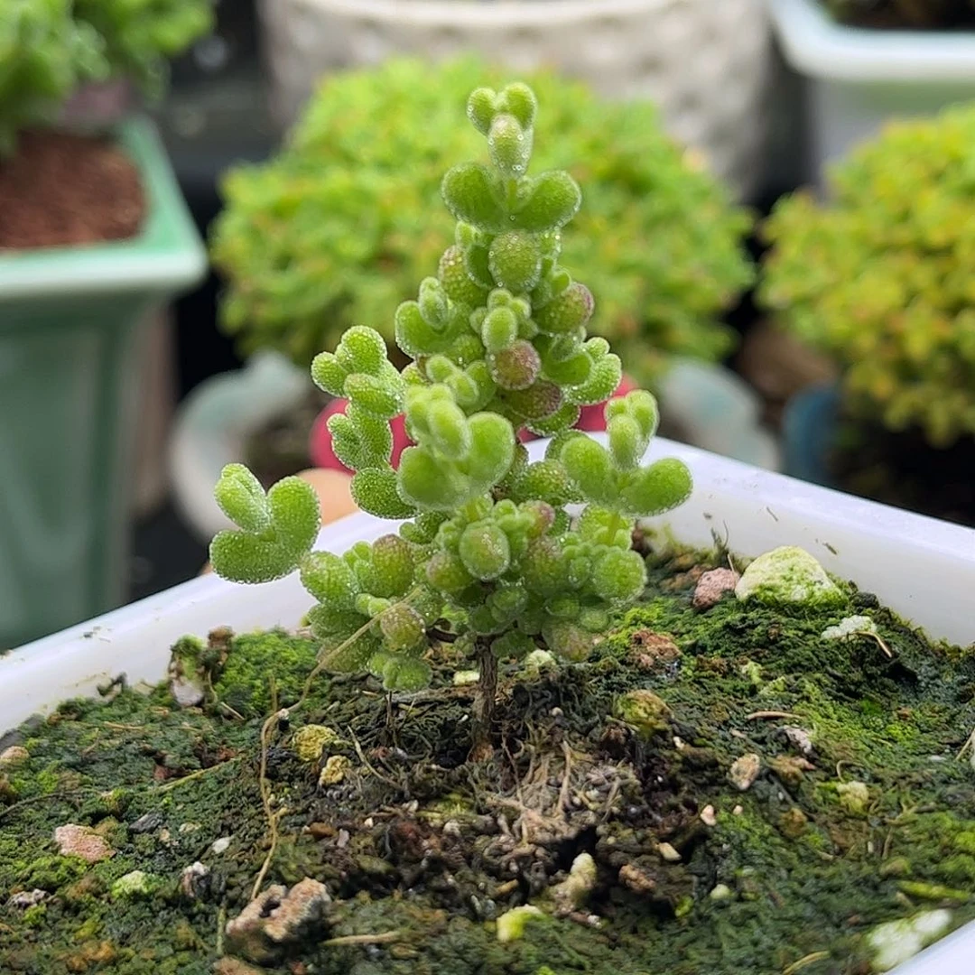 50莱斯虎斑锦优选枝干