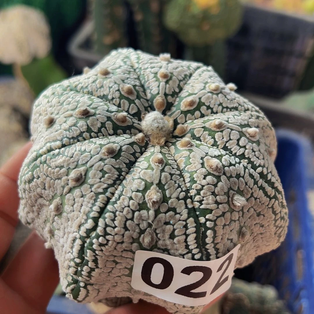 无花朵奇迹兜仙人球022