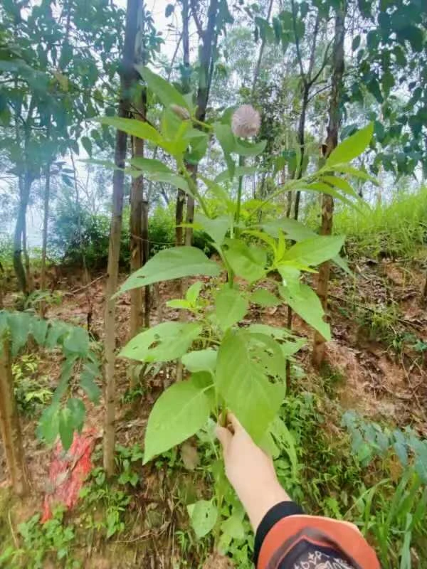 农村冲凉用植物百山草含：身上羊用