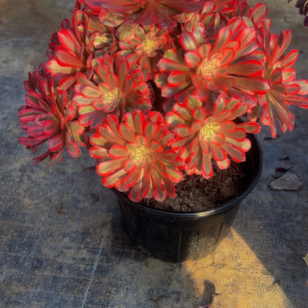 鑫***³法师多肉植物红铜白293