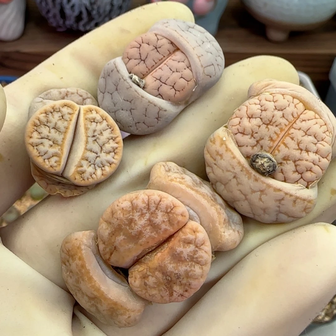 244福利福利福利